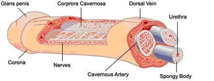 The structure of the penis